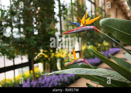 Orchid Extravaganza à Longwood Gardens, Kennett Square, Pennsylvania, USA, le 3 mars 2019. Banque D'Images