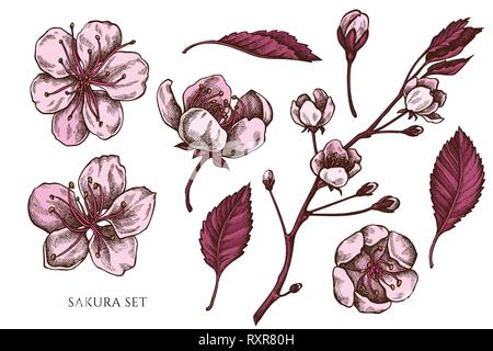 Vector collection de couleur à la main sakura Illustration de Vecteur