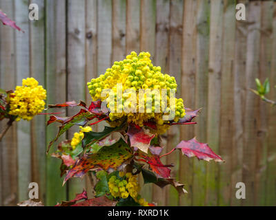 Jaune et vert de fleurs et bourgeons sur un buisson de houx de plus en face d'une vieille clôture en bois Banque D'Images