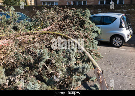 Un grand arbre à feuilles persistantes, soufflé par les vents violents, écrase l'avant d'une voiture et bloque complètement la A309 Waldegrave Road pour un certain nombre d'heures. Banque D'Images