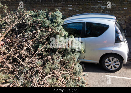 Un grand arbre à feuilles persistantes, soufflé par les vents violents, écrase l'avant d'une voiture et bloque complètement la A309 Waldegrave Road pour un certain nombre d'heures. Banque D'Images