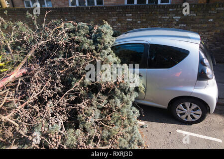 Un grand arbre à feuilles persistantes, soufflé par les vents violents, écrase l'avant d'une voiture et bloque complètement la A309 Waldegrave Road pour un certain nombre d'heures. Banque D'Images