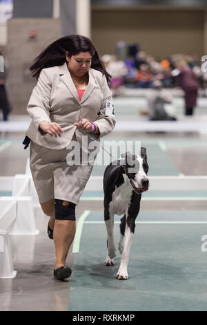 Seattle, USA. 09Th Mar, 2019. Un grand danois est examiné par un juge dans le ring à la Seattle 2019 Kennel Club Dog Show. Environ 160 espèces différentes de participer à l'All-Breed dog show annuel. Crédit : Paul Christian Gordon/Alamy Live News Banque D'Images