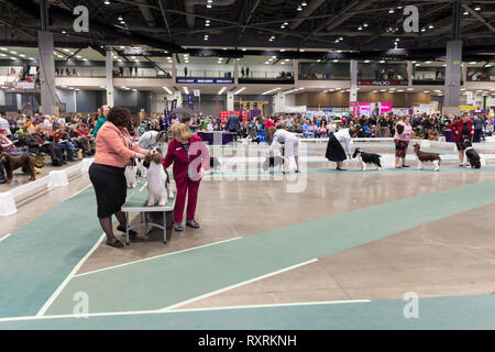 Seattle, USA. 09Th Mar, 2019. Les Setters anglais sont indiqués dans le ring à la Seattle 2019 Kennel Club Dog Show. Environ 160 espèces différentes de participer à l'All-Breed dog show annuel. Crédit : Paul Christian Gordon/Alamy Live News Banque D'Images