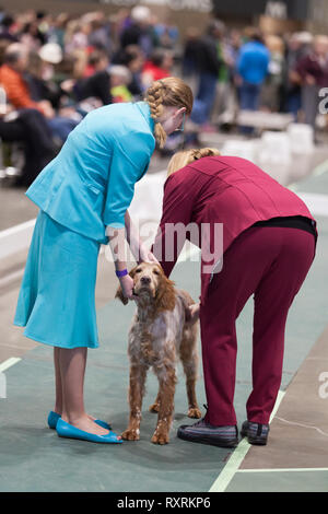 Seattle, USA. 09Th Mar, 2019. Un Setter Anglais est examiné par un juge dans le ring à la Seattle 2019 Kennel Club Dog Show. Environ 160 espèces différentes de participer à l'All-Breed dog show annuel. Crédit : Paul Christian Gordon/Alamy Live News Banque D'Images