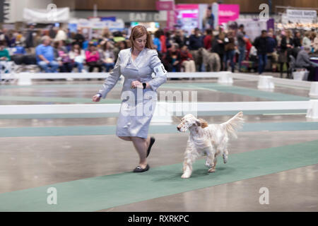 Seattle, USA. 09Th Mar, 2019. Un Setter Anglais est marché dans le ring à la Seattle 2019 Kennel Club Dog Show. Environ 160 espèces différentes de participer à l'All-Breed dog show annuel. Crédit : Paul Christian Gordon/Alamy Live News Banque D'Images