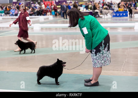 Seattle, USA. 09Th Mar, 2019. Pomeranians sont indiqués dans le ring à la Seattle 2019 Kennel Club Dog Show. Environ 160 espèces différentes de participer à l'All-Breed dog show annuel. Crédit : Paul Christian Gordon/Alamy Live News Banque D'Images