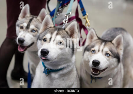 Seattle, USA. 09Th Mar, 2019. Une famille de Huskies au Seattle 2019 Le Kennel Club Dog Show. Environ 160 espèces différentes de participer à l'All-Breed dog show annuel. Crédit : Paul Christian Gordon/Alamy Live News Banque D'Images