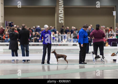 Seattle, USA. 09Th Mar, 2019. Pinschers miniatures avec leurs chiens dans le ring à la Seattle 2019 Kennel Club Dog Show. Environ 160 espèces différentes de participer à l'All-Breed dog show annuel. Crédit : Paul Christian Gordon/Alamy Live News Banque D'Images