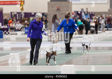 Seattle, USA. 09Th Mar, 2019. Pinschers miniatures sont marcha dans le ring à la Seattle 2019 Kennel Club Dog Show. Environ 160 espèces différentes de participer à l'All-Breed dog show annuel. Crédit : Paul Christian Gordon/Alamy Live News Banque D'Images