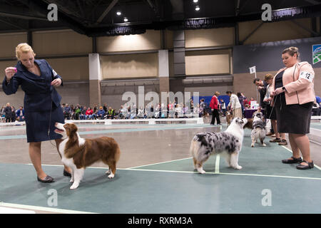 Seattle, USA. 09Th Mar, 2019. Bergers Australiens avec leurs chiens dans le ring à la Seattle 2019 Kennel Club Dog Show. Environ 160 espèces différentes de participer à l'All-Breed dog show annuel. Crédit : Paul Christian Gordon/Alamy Live News Banque D'Images