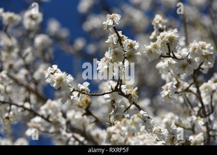 10 mars 2019 - AlmazÃ¡N, Soria, Espagne - amandier fleurs sont vus autour de la ville de AlmazÃ¡n, au nord de l'Espagne, où les températures ont atteint jusqu'19ÂºC pendant l'après-midi.La floraison des amandiers est prévu plusieurs jours dans le nord du pays en raison de temps chaud. Dans les provinces du sud du pays, la température atteignait 30 degrés ÂºC. En février dernier a été le troisième plus chaud d'Espagne jusqu'à ce siècle. Credit : Jorge Sanz SOPA/Images/ZUMA/Alamy Fil Live News Banque D'Images