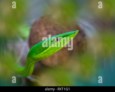 Serpent de vigne verte ou les sachets de snake Oxybelis fulgidus Costa Rica Février Banque D'Images