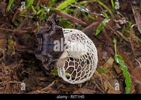 Bridal Veil Phalle impudique (phallus indusiatus) montrant l'alimentation papillon sur le chapeau, parc national de Manu, Pérou, Novembre Banque D'Images