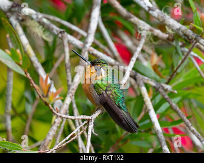 Purple-throated mountaingem femelle Lampornis calolaemus Costa Rica Février Banque D'Images