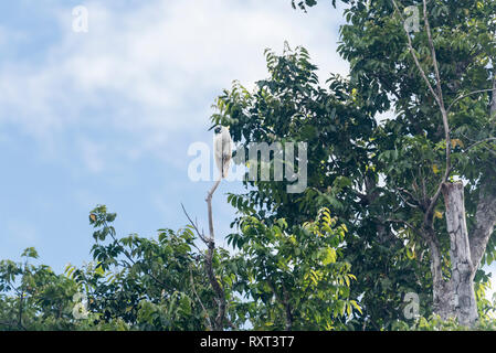 Teneur en soufre cacatoès soufré (Cacatua galerita) perché sur un grand arbre Banque D'Images