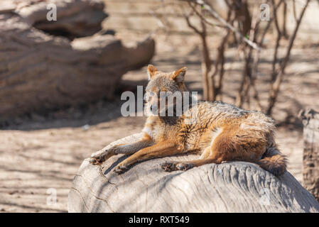 Le Chacal Canis aureus Banque D'Images