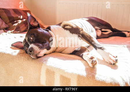 Big lazy Stafford chien à la maison, couché sur le lit, paresseux, regard soupçonneux au repos Banque D'Images