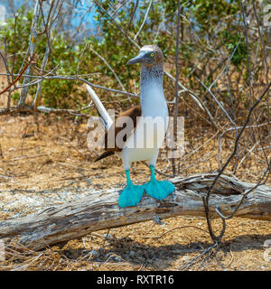 Un mâle bleu pieds rouges (Sula nebouxii) sur une branche en attente pour les femmes dans la période d'accouplement sur l'île d'Espanola, îles Galapagos, en Équateur. Banque D'Images