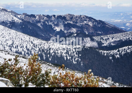 Vue panoramique hivernale sur les forêts de conifères enneigées et les vallées de montagne dans les Hautes Tatras, Slovaquie, avec pin nain au premier plan. Banque D'Images