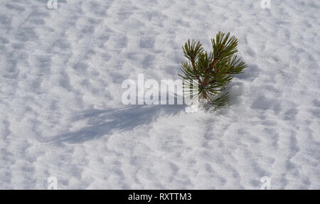Petit pin de montagne émergeant à travers la neige texturée par le vent dans la lumière du soleil d'hiver, Hautes Tatras, Slovaquie, projetant une longue ombre sur la surface blanche. Banque D'Images