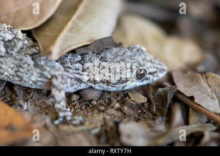 Un Kotschy's gecko dans son environnement naturel Banque D'Images