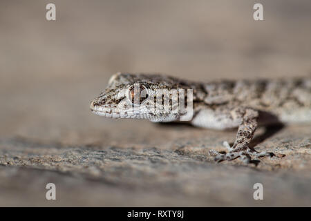 Un Kotschy's gecko dans son environnement naturel Banque D'Images