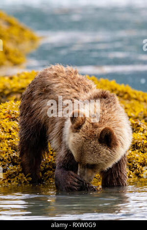 Grizzly Bear cub de nourriture le long de la forêt du Grand Ours côte à marée basse, le territoire des Premières Nations, de la Colombie-Britannique, Canada. Banque D'Images