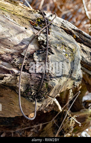 Un câble en acier qui a été cultivé dans un tronc d'arbre. Un vieux tronc d'arbre sec sur la rive du lac. La saison de printemps. Banque D'Images