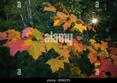 Décor de l'automne à une aire de repos le long de la Route 101, sur la rive est du lac Témiscamingue au Québec. Le Canada. Banque D'Images