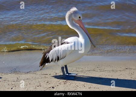 Isolé Pelican australien seul debout sur une plage de sable avec l'eau qui s'étend sur la rive derrière Banque D'Images