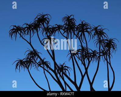 Des plantes succulentes silhouetées sur fond bleu ciel en Australie Banque D'Images