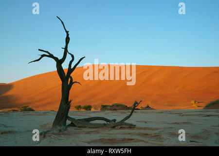Dead Vlei dans le Sossusvlei,avec des squelettes morts anciens acacias. L 'Vlei' est un pan d'argile où il y a longtemps un creek était encerclée par les dunes et son embouchure coupée. En conséquence, le bas de la vlei est fait d'argile blanchâtre épais. Parc de dunes de Sossusvlei, Namibie Afrique de l'Ouest,. Banque D'Images