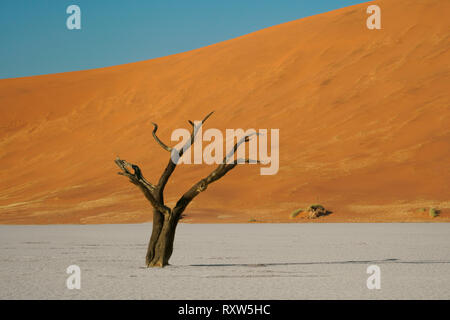 Dead Vlei dans le Sossusvlei,avec des squelettes morts anciens acacias. L 'Vlei' est un pan d'argile où il y a longtemps un creek était encerclée par les dunes et son embouchure coupée. En conséquence, le bas de la vlei est fait d'argile blanchâtre épais. Parc de dunes de Sossusvlei, Namibie Afrique de l'Ouest,. Banque D'Images