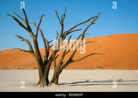 Dead Vlei dans le Sossusvlei,avec des squelettes morts anciens acacias. L 'Vlei' est un pan d'argile où il y a longtemps un creek était encerclée par les dunes et son embouchure coupée. En conséquence, le bas de la vlei est fait d'argile blanchâtre épais. Parc de dunes de Sossusvlei, Namibie Afrique de l'Ouest,. Banque D'Images