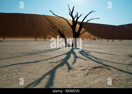 Dead Vlei dans le Sossusvlei,avec des squelettes morts anciens acacias. L 'Vlei' est un pan d'argile où il y a longtemps un creek était encerclée par les dunes et son embouchure coupée. En conséquence, le bas de la vlei est fait d'argile blanchâtre épais. Parc de dunes de Sossusvlei, Namibie Afrique de l'Ouest,. Banque D'Images