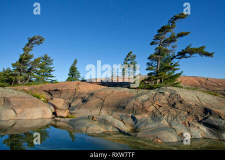 Pin blanc emblématique le long de la côte ouest de l'île Phillip,la baie Georgienne, près de Killarny Provincial Park, Ontario, Canada Banque D'Images