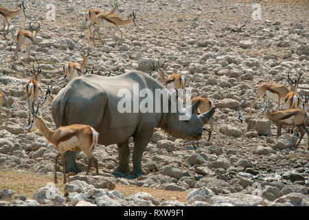Le Rhinocéros noir (Diceros bicornis) entouré par le springbok (Antidorcas) à un point d'eau du Parc National d'Etosha. La Namibie, Afrique du Sud Banque D'Images