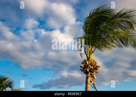 La ligne de palmiers balayés par le port de San Pedro, Ambergris Caye, Belize. Banque D'Images