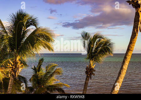 La ligne de palmiers balayés par le port de San Pedro, Ambergris Caye, Belize. Banque D'Images