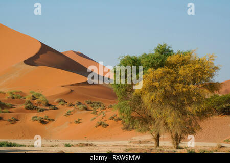 Sossusvlei est un sel et de l'argile pan entouré de magnifiques dunes rouges,formé à partir de dépôts de la rivière Tsauchab avant son débit était bloquée par des dunes de sable. Le mot "ossusvlei' signifie 'Dead-fin marsh' et bien que le nom d'origine visée à la poêle,il signifie désormais la grande zone d'immenses dunes rouges qui composent le Parc National de Sossusvlei. Ouest de la Namibie, près de la ville de Sesriem,l'Afrique. Banque D'Images