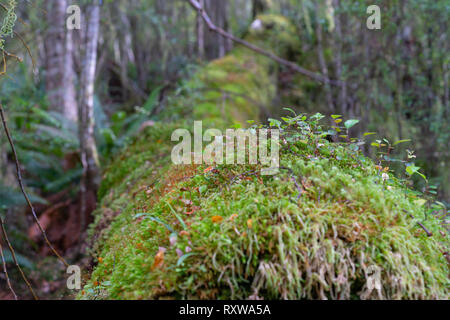 New Zealand Journal tombés morts et couverts de mousse et de petits parmi la végétation naitive Keplar bush ou rainforest sur la voie d'entrée à Arc-en-ciel Banque D'Images