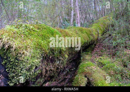 New Zealand Journal tombés morts et couverts de mousse et de petits parmi la végétation naitive Keplar bush ou rainforest sur la voie d'entrée à Arc-en-ciel Banque D'Images