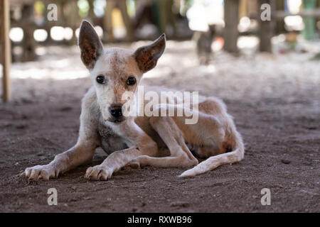 Un chien affamé dans les Philippines montrant des signes d'émaciation extrême avec des os montrant dans le corps. Banque D'Images