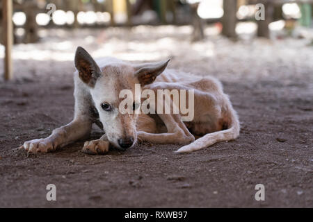 Un chien affamé et triste à la recherche dans les Philippines montrant des signes d'émaciation extrême avec des os montrant dans le corps. Banque D'Images