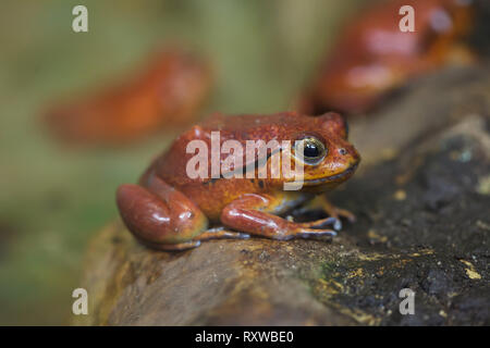 (Dyscophus guineti grenouille tomate), également connu sous le nom de la grenouille tomate faux. Banque D'Images