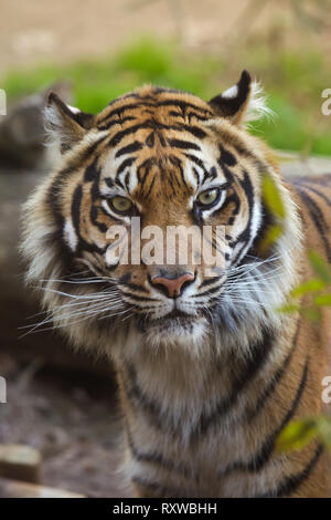 Tigre de Sumatra (Panthera tigris sumatrae). Banque D'Images