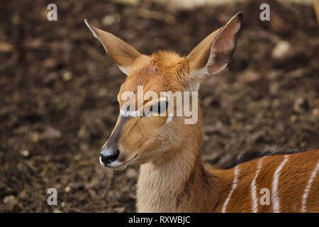 Nyala (Tragelaphus angasii). La vie sauvage animal. Banque D'Images