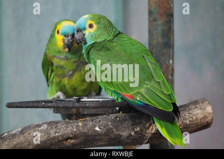 À la façade Turquoise amazon (Amazona aestiva), également connu sous le nom de l'amazone à front bleu. Banque D'Images