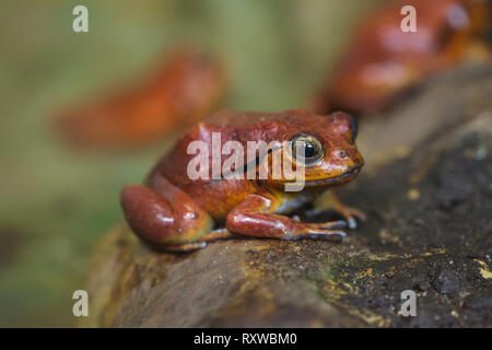 (Dyscophus guineti grenouille tomate), également connu sous le nom de la grenouille tomate faux. Banque D'Images